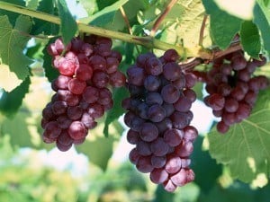 340751-grape-seed-extract