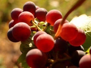 benefits of grape seed
