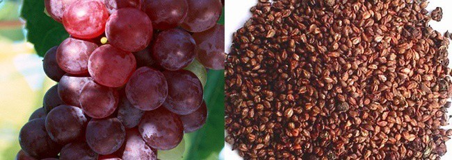 Known Benefits of Grape Seed Extract 2