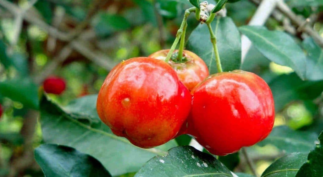 Acerola-Berry magnical-d