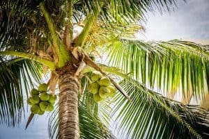 fiber in coconuts