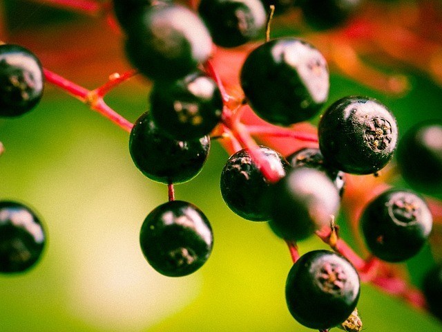 elderberry benefits