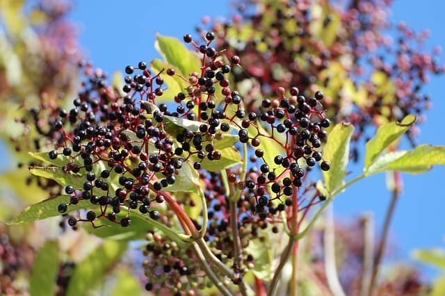 Elderberry Benefits: What Are They?