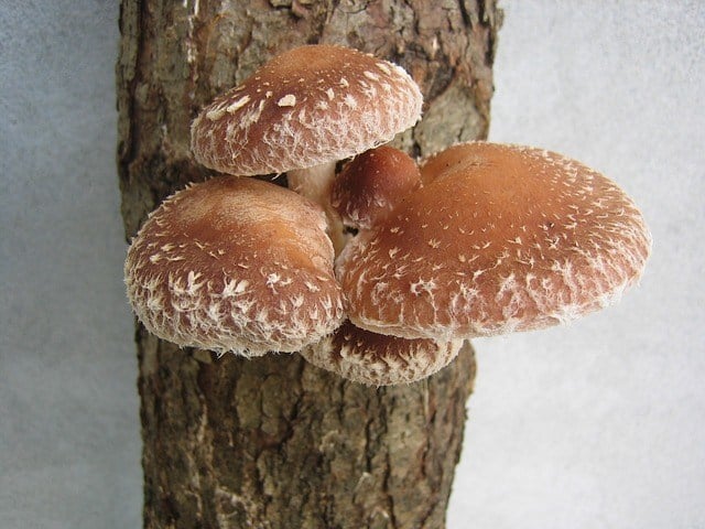 Shiitake Mushroom And Its Health Benefits