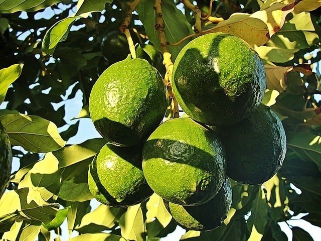 vitamin e foods avocado