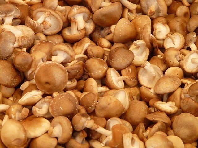 what is a shiitake mushroom