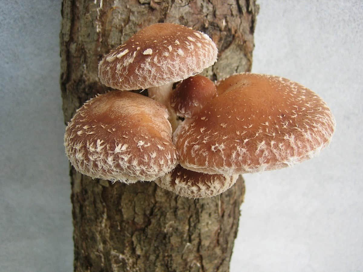 shiitake mushroom