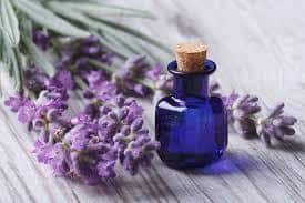 Lavender Oil and its Unbelievable Health Benefits