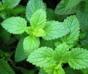 Peppermint Oil: Nutrients Behind the Cooling Sensation