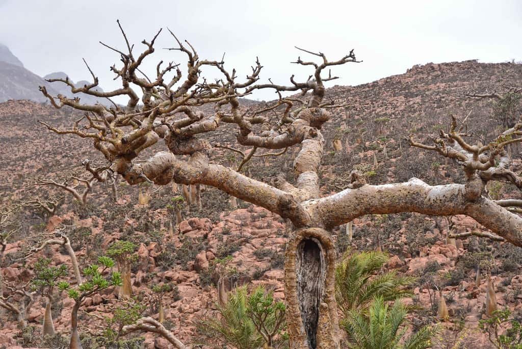 Frankincense Oil: Healing Wonders from the Symbol of Deity