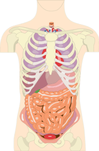 vital organs