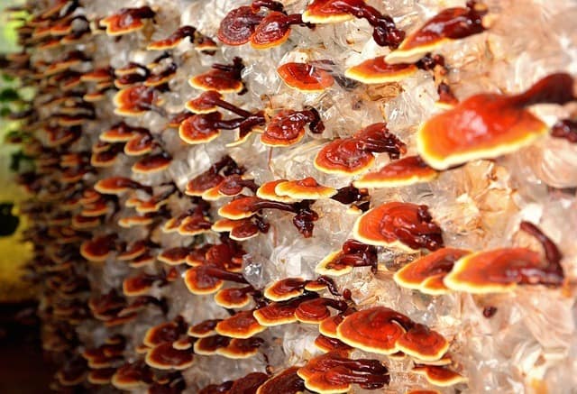 Reishi Mushroom: What It Is and Its Benefits