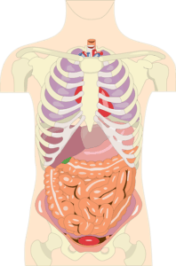 body systems