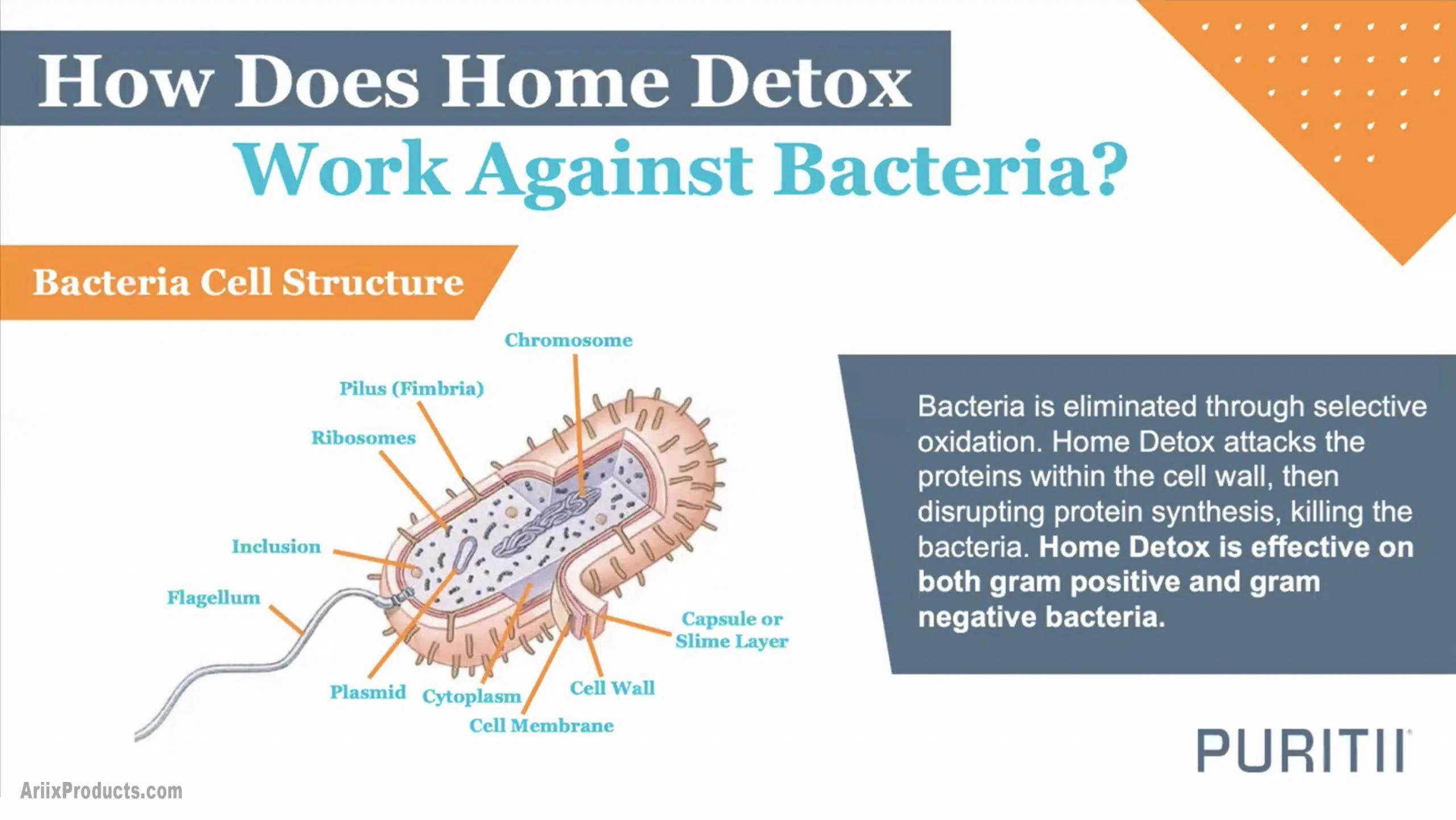 08 How Does Home Detox Work Against Bacteria